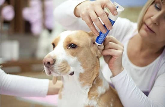 applying healing ointment to a dog's ear