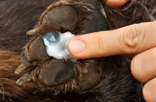 applying ointment to the paw of dog